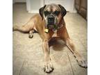 Adopt Boosie a Tan/Yellow/Fawn Boxer / Mixed dog in Tulsa, OK (39851660)