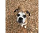Adopt Mira a Tan/Yellow/Fawn Boxer / Mixed dog in Tulsa, OK (39851662)