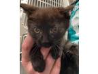 Adopt Melon a All Black Domestic Shorthair / Domestic Shorthair / Mixed cat in