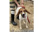 Adopt Rosie a Brown/Chocolate - with Tan Treeing Walker Coonhound / Mixed dog in