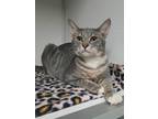 Adopt Pressley a Gray, Blue or Silver Tabby American Shorthair (short coat) cat