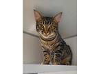 Adopt Bob a Brown Tabby American Shorthair (short coat) cat in Manning