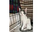 Adopt Hope a White (Mostly) Domestic Shorthair (short coat) cat in Upland