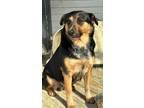 Adopt Strati a Shepherd (Unknown Type) / Australian Cattle Dog / Mixed dog in
