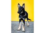 Adopt Rifle a Tricolor (Tan/Brown & Black & White) German Shepherd Dog / Mixed