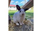 Adopt Tofu a White Other/Unknown / Mixed (short coat) rabbit in Creston