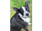 Adopt Milo a Black - with White Cattle Dog / Border Collie / Mixed dog in Los