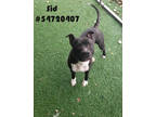 Adopt Sid a Black American Pit Bull Terrier / Mixed Breed (Medium) / Mixed