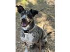 Adopt Willow a Gray/Blue/Silver/Salt & Pepper Catahoula Leopard Dog / Mixed dog