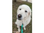 Adopt Winter a White Great Pyrenees / Mixed dog in Weatherford, TX (39700116)