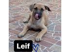 Adopt Leif a Tan/Yellow/Fawn - with Black Shepherd (Unknown Type) / Labrador