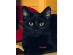 Adopt Twain a All Black Domestic Shorthair (short coat) cat in Colfax