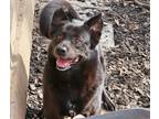 Adopt Shadow a Black Australian Kelpie / Mixed dog in Bartlett, TN (39847993)