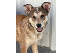 Adopt Yuki a Mixed Breed (Medium) / Australian Cattle Dog / Mixed dog in Fort