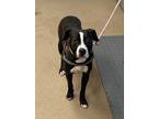 Adopt Oreo Crumbs a Black Mixed Breed (Medium) / Mixed Breed (Medium) / Mixed