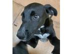 Adopt Whitney a Black Retriever (Unknown Type) / Mixed dog in Fort Worth