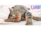 Adopt Luna a Tan or Fawn Tabby Domestic Shorthair (short coat) cat in Sautee