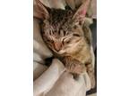 Adopt Bean a Gray, Blue or Silver Tabby Tabby / Mixed (short coat) cat in