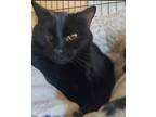 Adopt Sassafras a All Black Domestic Shorthair / Domestic Shorthair / Mixed cat