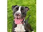 Adopt Miggy a Black American Pit Bull Terrier / Mixed Breed (Medium) / Mixed