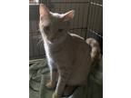 Adopt Buster B a Orange or Red Domestic Shorthair / Mixed (short coat) cat in