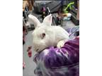 Adopt Rabid White a Albino or Red-Eyed White New Zealand / Mixed (short coat)