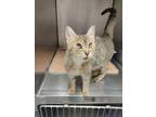 Adopt Jewels a Brown or Chocolate Domestic Shorthair / Domestic Shorthair /