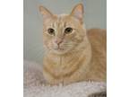 Adopt Quaid a Tan or Fawn Tabby Domestic Shorthair (short coat) cat in