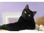 Adopt Octavian a All Black Domestic Shorthair (short coat) cat in Grayslake