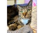 Adopt Babe Ruth a Brown Tabby Domestic Shorthair (short coat) cat in Grayslake