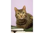 Adopt Jet Fire a Brown Tabby Tabby (medium coat) cat in Grayslake, IL (39842723)