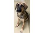 Adopt Callie a Brown/Chocolate - with Tan Shepherd (Unknown Type) / Hound