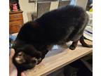 Adopt Salem a All Black Domestic Shorthair / Mixed (short coat) cat in