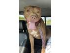 Adopt Sarge a Red/Golden/Orange/Chestnut Pit Bull Terrier / Mixed dog in