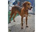Adopt Quill a Red/Golden/Orange/Chestnut - with White Foxhound / Mixed dog in