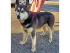 Adopt Stuart a Black - with White Husky / Mixed dog in Winchester, IL (39842499)