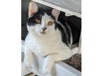 Adopt Goaty a Black & White or Tuxedo Domestic Shorthair (short coat) cat in