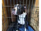 Adopt Clayton a American Pit Bull Terrier / Mixed dog in Lake Charles