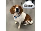 Adopt Chester a Beagle dog in Catoosa, OK (39842251)