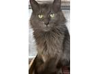 Adopt Zena a Domestic Longhair / Mixed (short coat) cat in Crystal Lake