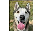 Adopt Archer a White - with Black Siberian Husky / Mixed dog in Allentown