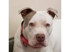 Adopt Sophie a White - with Brown or Chocolate Pit Bull Terrier / Mixed dog in
