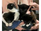 Adopt Coming Soon: More Kittens a Black & White or Tuxedo Domestic Shorthair /