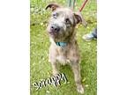 Adopt Scrappy a Gray/Blue/Silver/Salt & Pepper Irish Wolfhound / Terrier