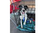 Adopt Thelma a Black - with White Border Collie / Australian Cattle Dog dog in
