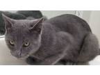 Adopt MERLIN a Gray or Blue Russian Blue (short coat) cat in Lake Waynoka
