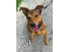 Adopt Maike a Tan/Yellow/Fawn - with White Shepherd (Unknown Type) / Terrier