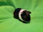 Adopt Pork Chop a Guinea Pig small animal in South Bend, IN (39840521)
