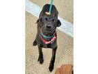 Adopt Cheese a Black Retriever (Unknown Type) / Mixed dog in Fort Worth
