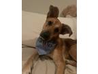 Adopt Cleo a Tan/Yellow/Fawn - with White German Shepherd Dog / Bluetick